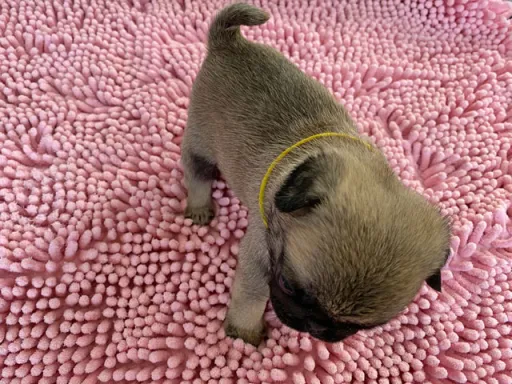 パグの子犬販売