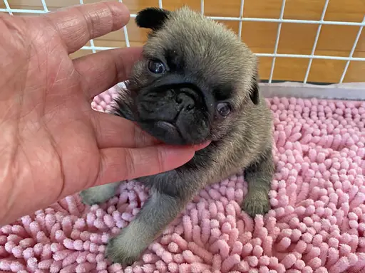 パグの子犬販売