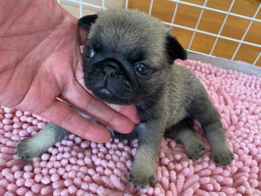 パグの子犬販売