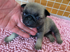パグのサムネイル画像2