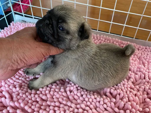 パグの子犬販売