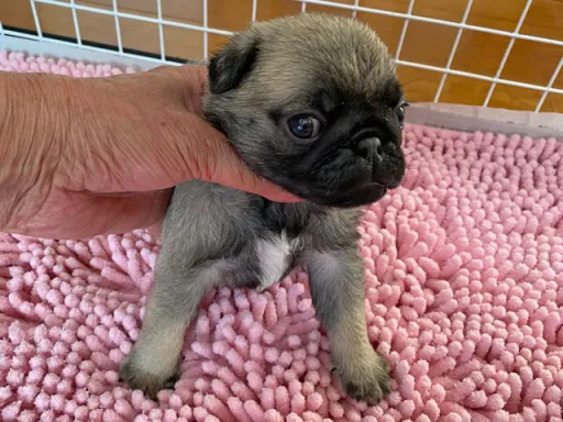 パグの子犬販売