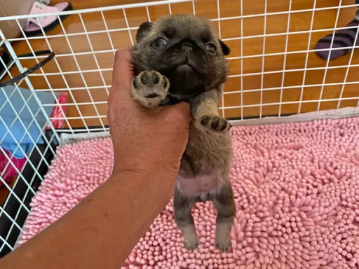 パグの子犬販売