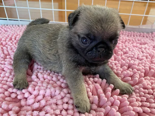 パグの子犬販売