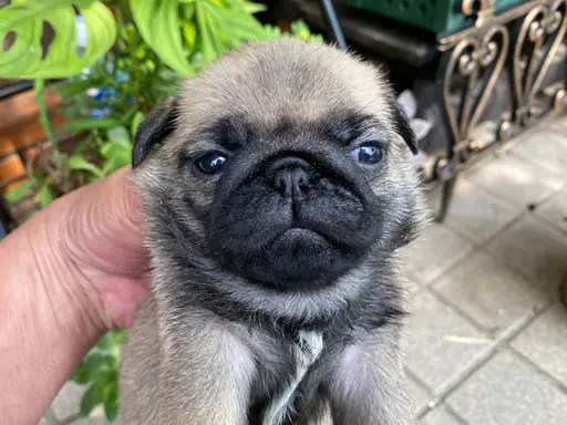 パグの子犬販売