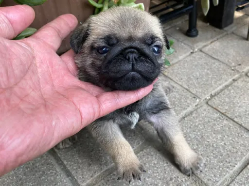 パグの子犬販売