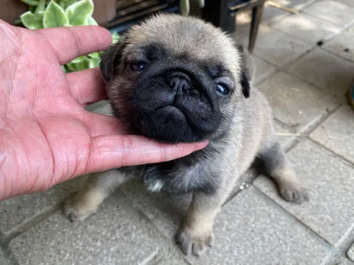 パグの子犬販売