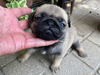 パグのサムネイル画像3