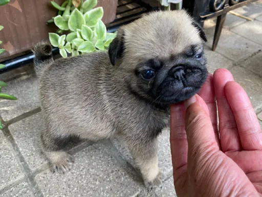 パグの子犬販売