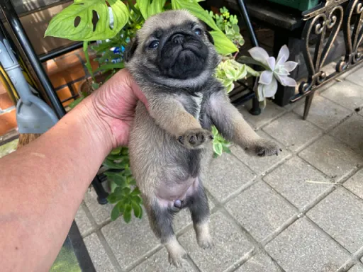 パグの子犬販売