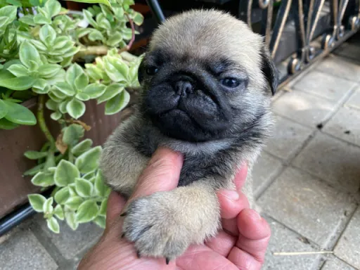 パグの子犬販売
