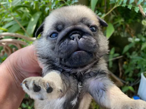パグの子犬販売