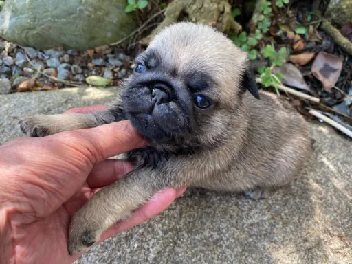 パグの子犬販売
