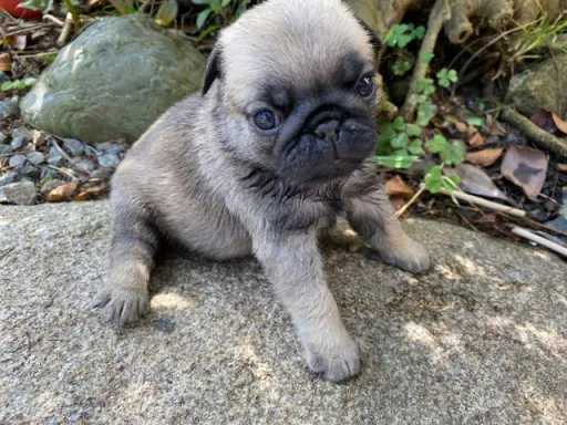パグの子犬販売