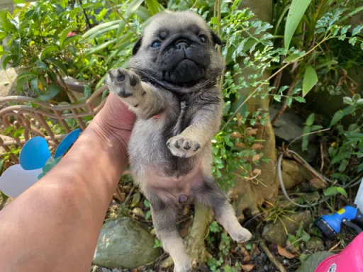 パグの子犬販売