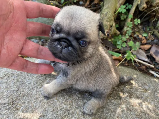 パグの子犬販売