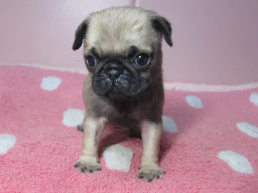 パグの子犬販売