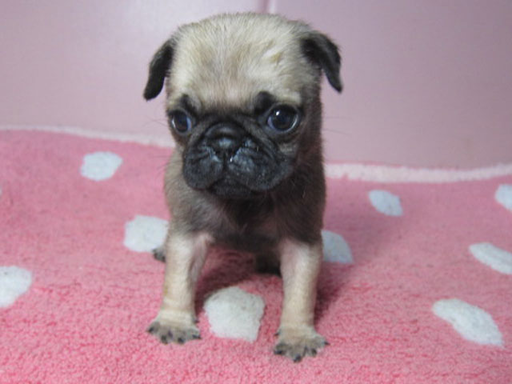 パグの拡大画像