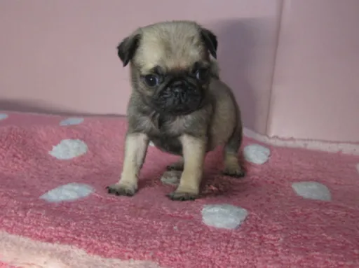 パグの子犬販売