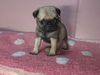 パグのサムネイル画像3