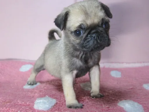 パグの子犬販売