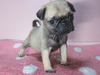 パグのサムネイル画像4