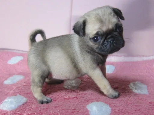 パグの子犬販売