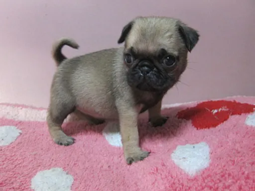 パグの子犬販売