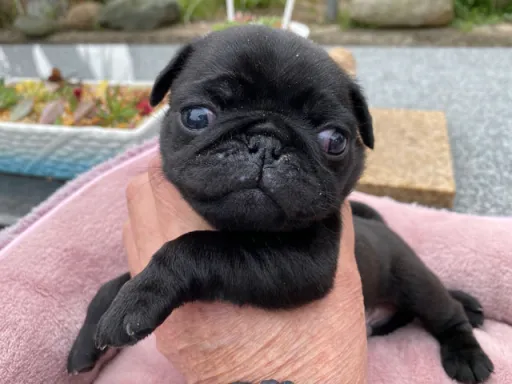 パグの子犬販売