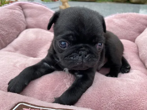 パグの子犬販売