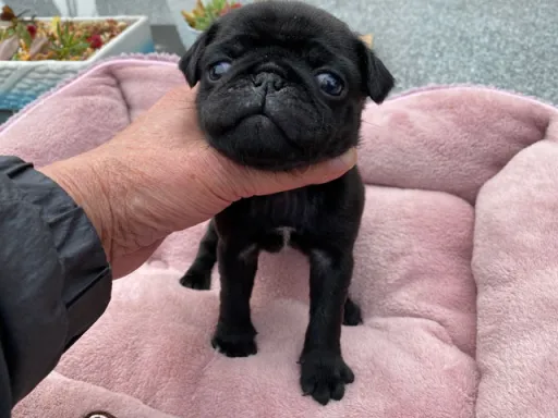 パグの子犬販売