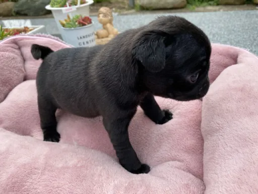 パグの子犬販売