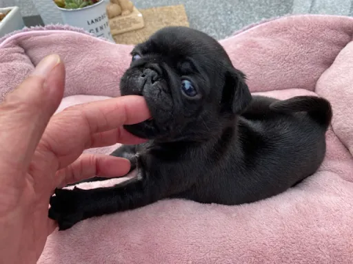 パグの子犬販売
