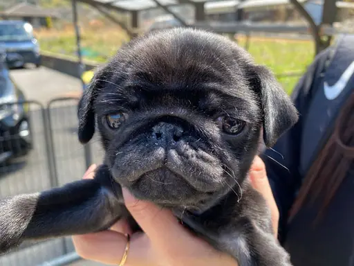 パグの子犬販売