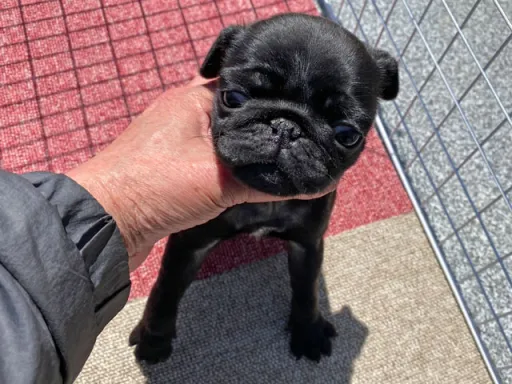 パグの子犬販売