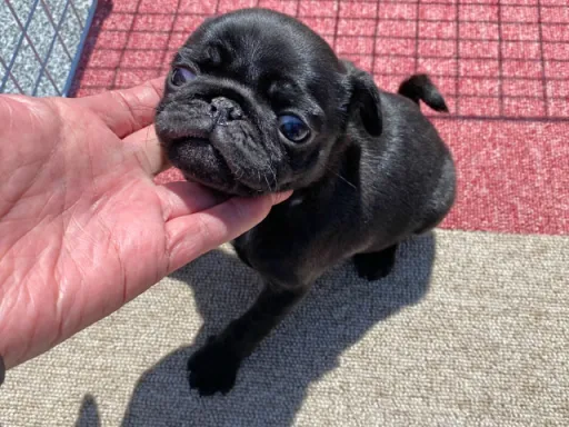 パグの子犬販売