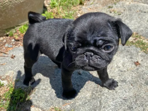 パグのサムネイル画像5