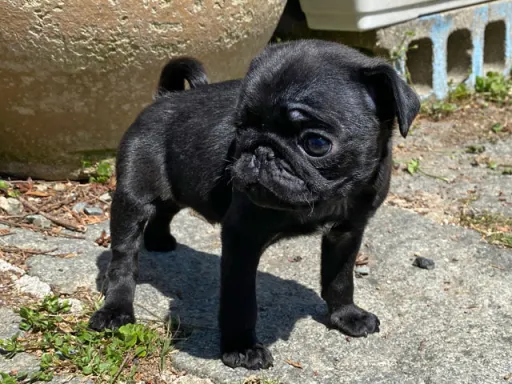 パグのサムネイル画像6