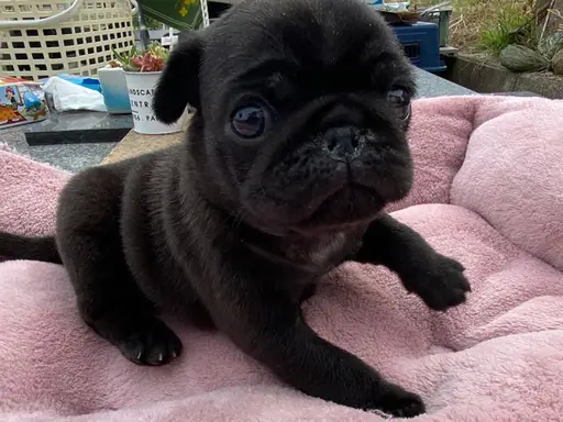 パグの子犬販売