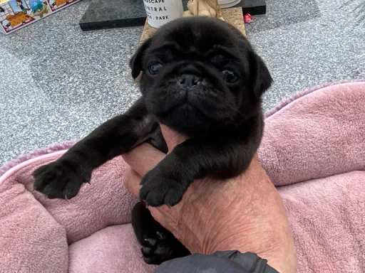 パグの子犬販売