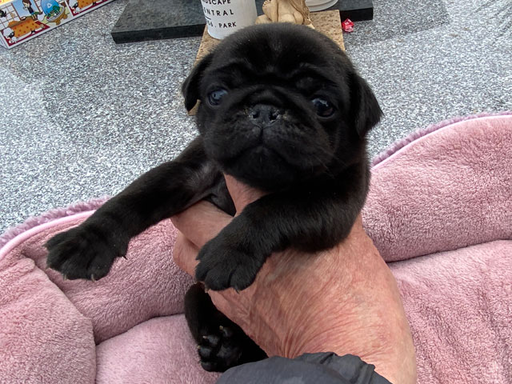 パグの拡大画像