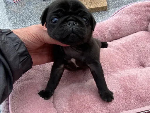 パグの子犬販売