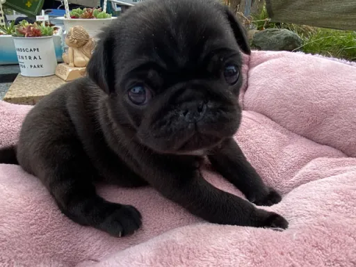 パグの子犬販売