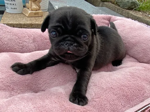 パグの子犬販売
