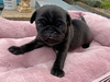 パグのサムネイル画像6