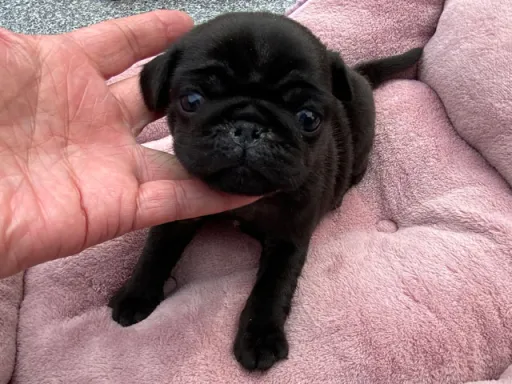 パグの子犬販売