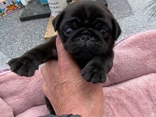 パグの子犬販売
