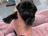 パグのサムネイル画像8