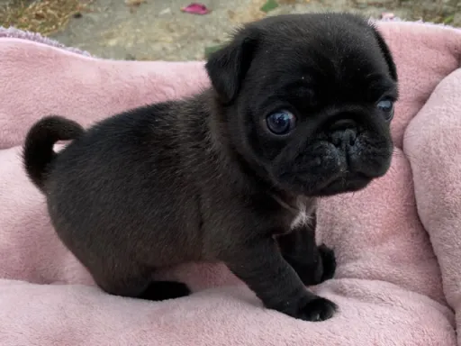 パグの子犬販売