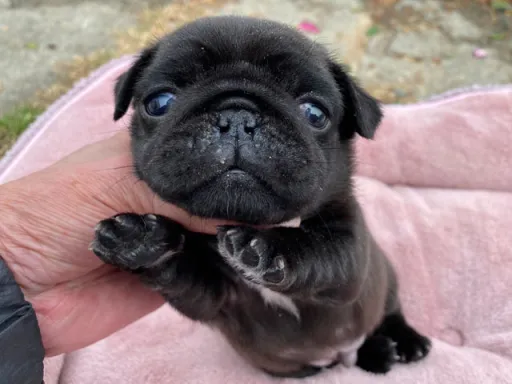 パグの子犬販売